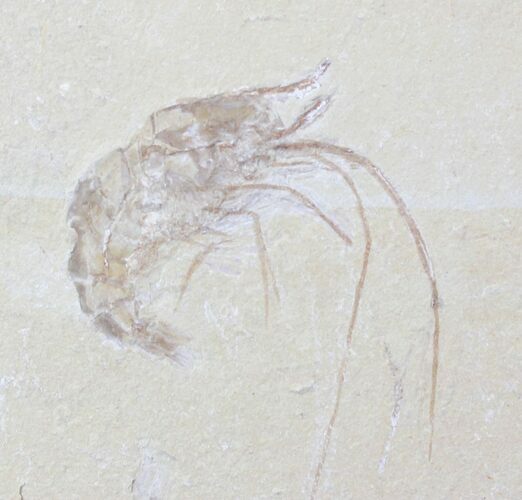 Cretaceous Fossil Shrimp Carpopenaeus - Lebanon #20897
